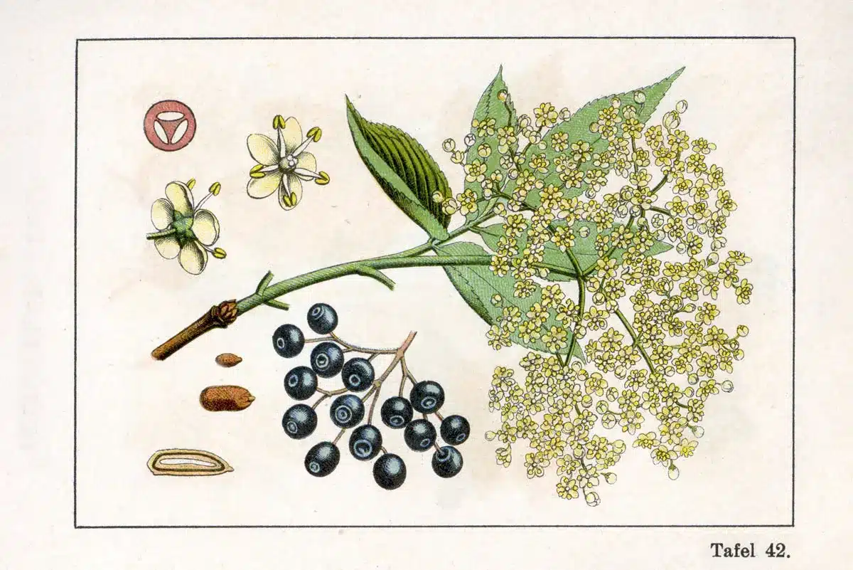 illustrations of Elderberry plant