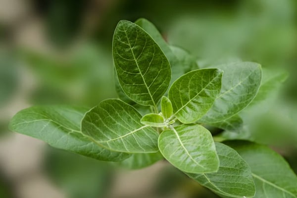 Ashwagandha plant