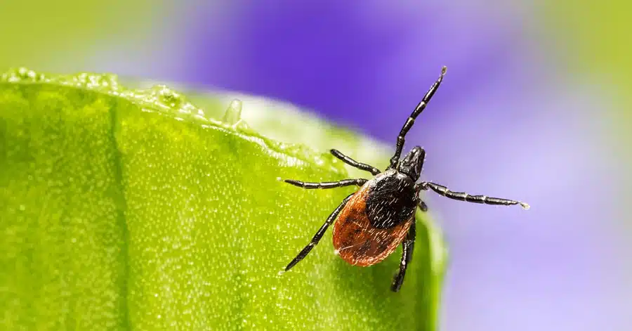 tick that causes Lyme disease