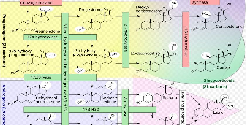 hormone production